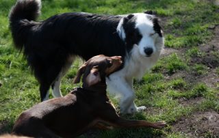 Hunde toben sich aus - Professionelle Betreuung - Bianca Jost Hundebetreuung in Hamburg