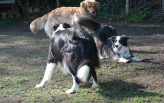 Hunde toben sich aus - Professionelle Betreuung - Bianca Jost Hundebetreuung in Hamburg