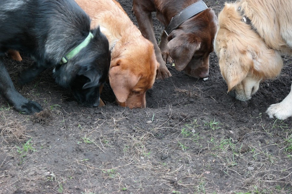 Bianca Jost Hundebetreuung - Vier Hunde schnuppern in einem Erdloch herum