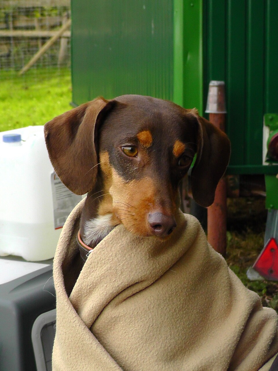 Bianca Jost Hundebetreuung - Brauner Hund mit Decke