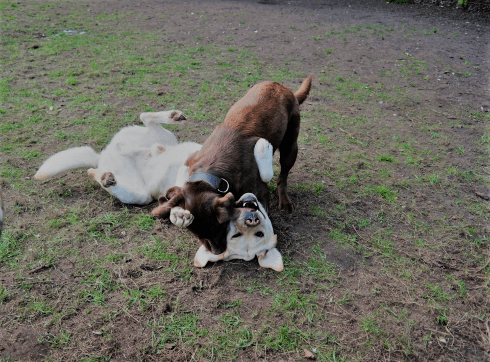 Bianca Jost Hundebetreuung - Zwei Hunde spielen auf einer Wiese