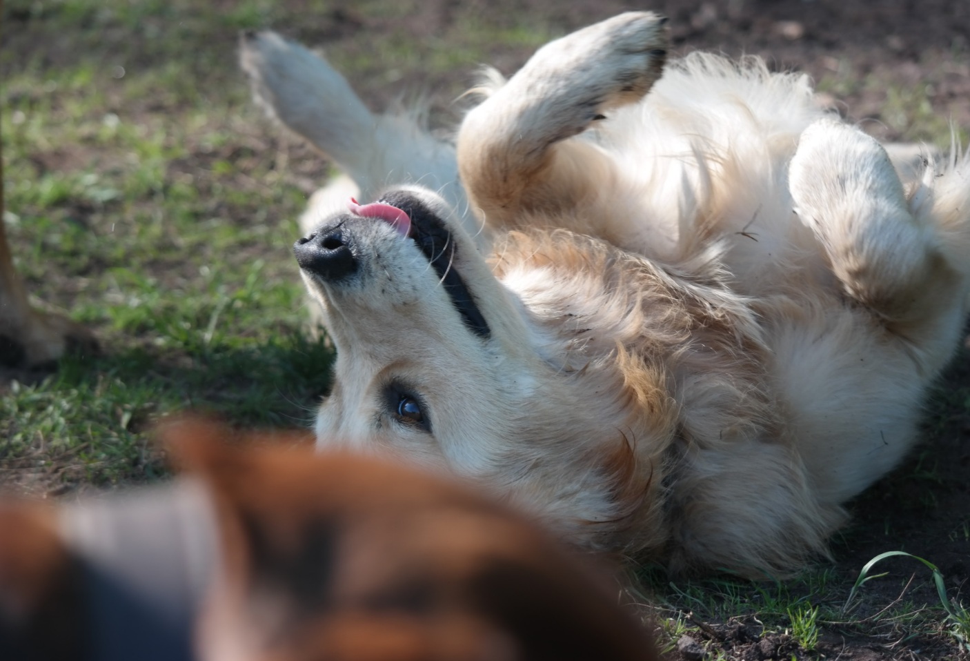 Bianca Jost Hundebetreuung - Hund liegt verspielt auf dem Rücken im Gras