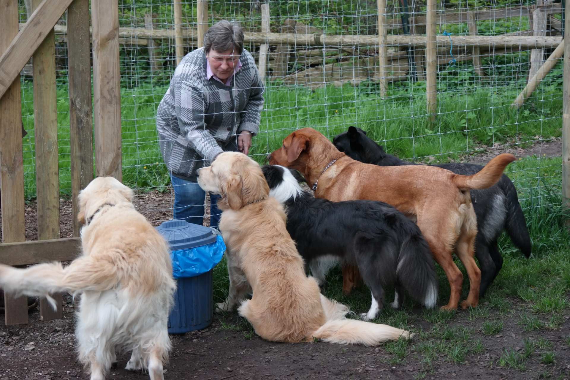 Bianca Jost Hundebetreuung - Ältere Dame an einem Zaun spielt mit Hunden auf der anderen Seite